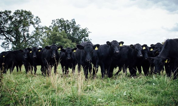 Field of black Angus calves facing camera